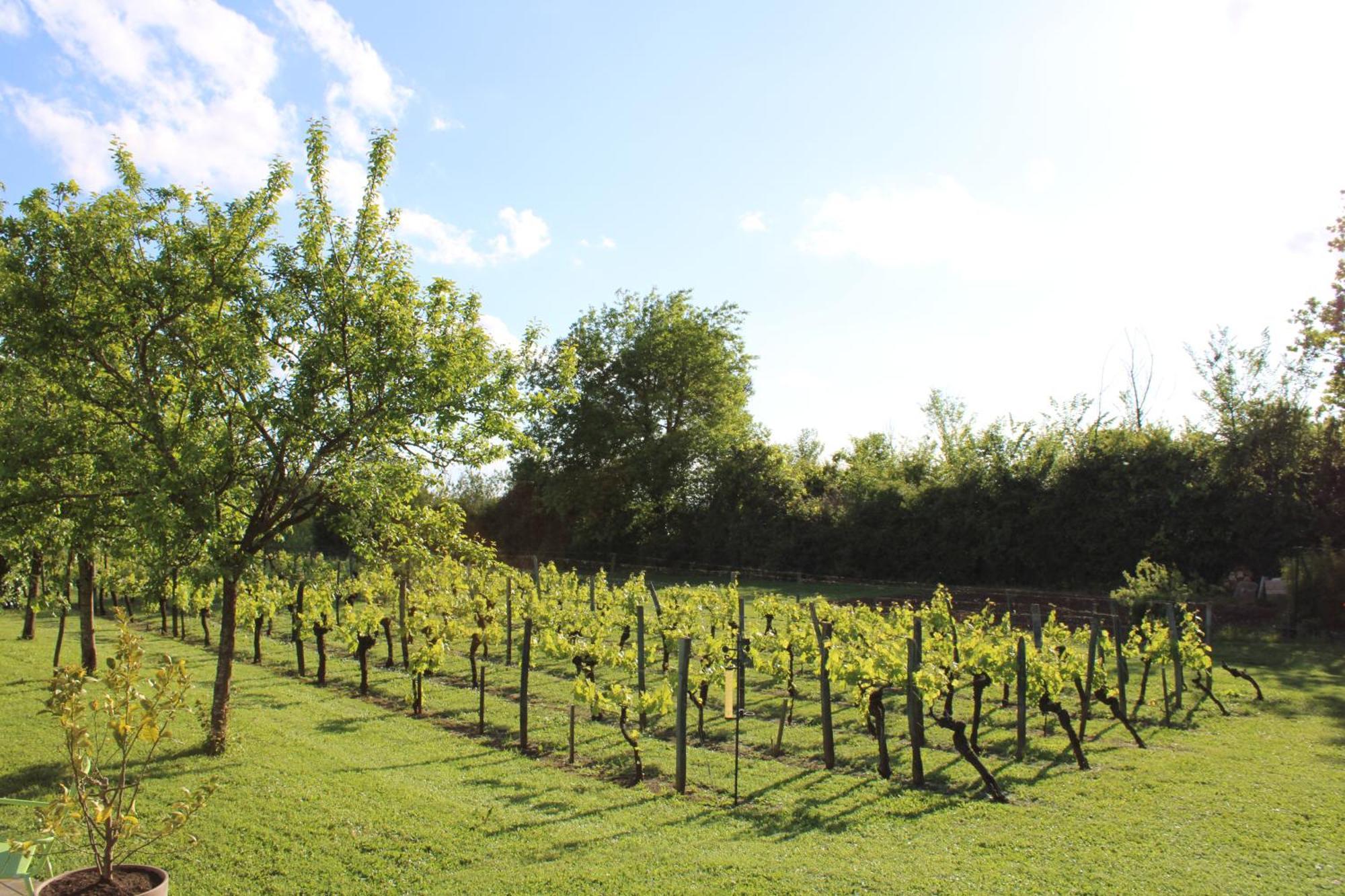 La Vigneraie De Laura Bed & Breakfast Sainte-Colombe  Екстериор снимка